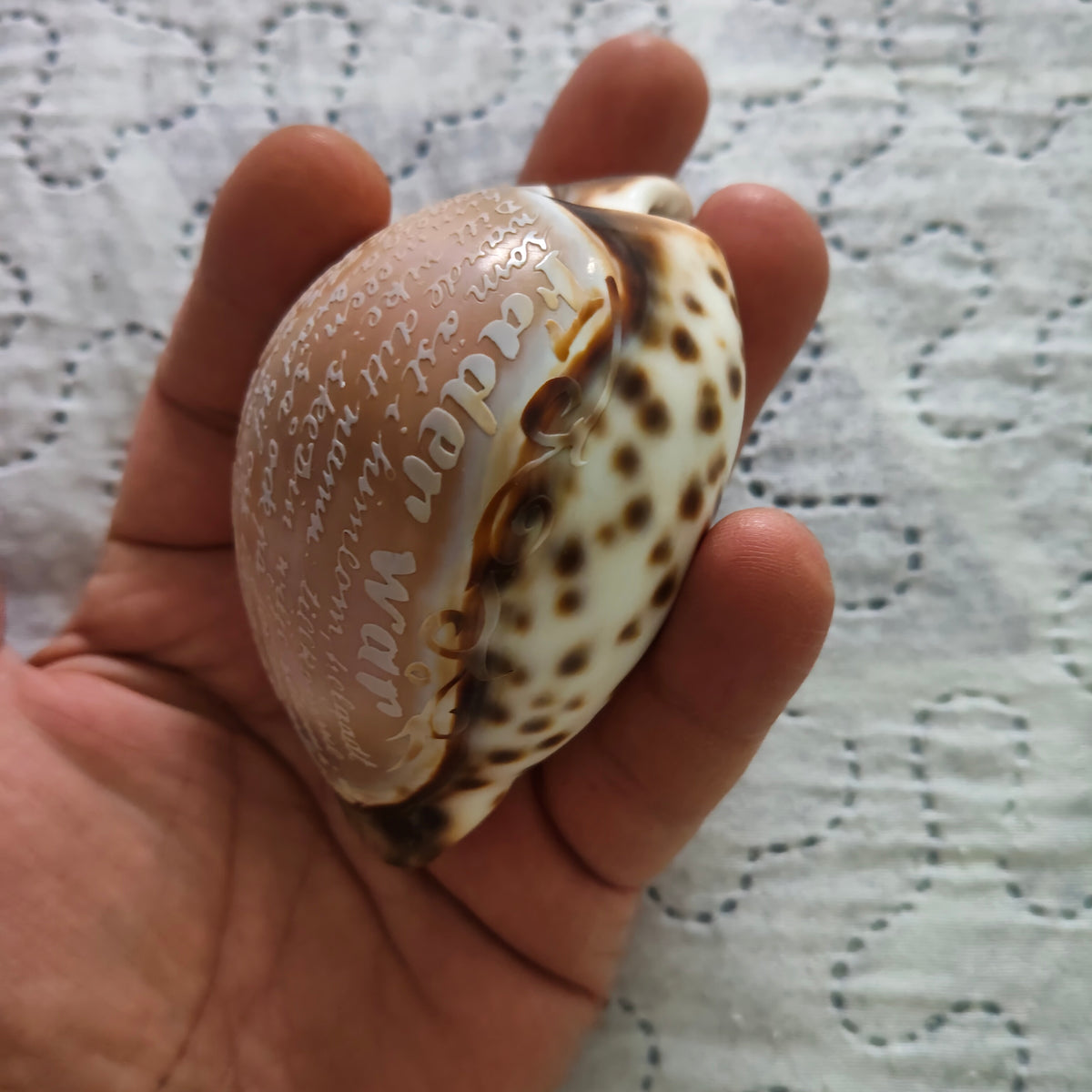 Conchiglia Ciprea Tigre Incisa