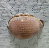 Conchiglia Ciprea Tigre Incisa