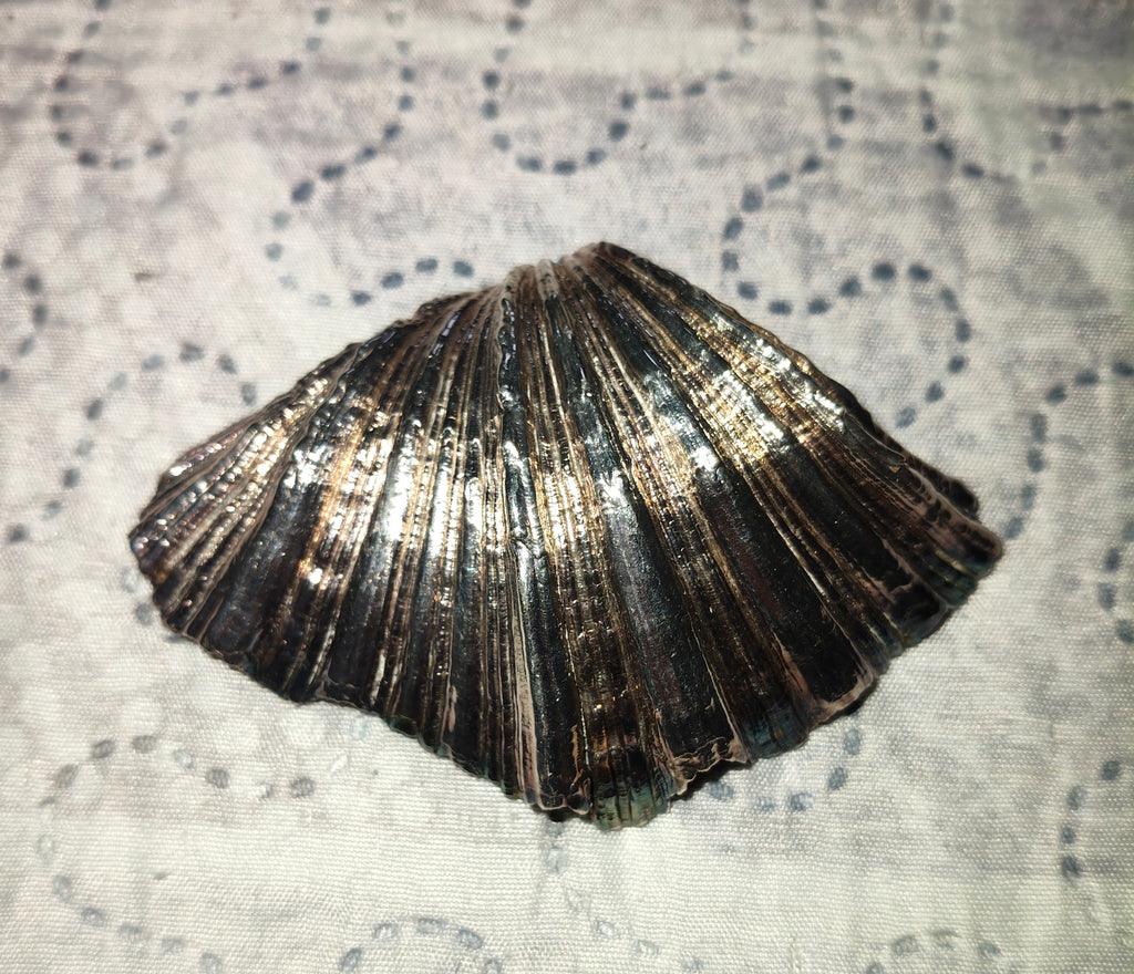 Conchiglia Valva Decorata