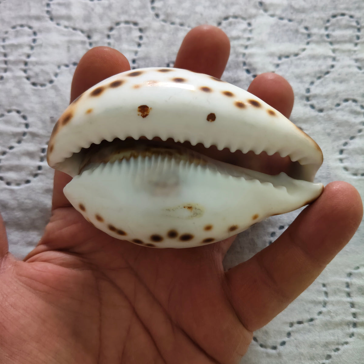 Conchiglia Ciprea Tigre Incisa