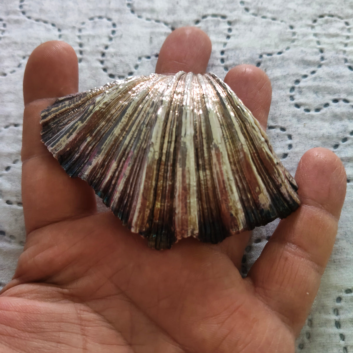 Conchiglia Valva Decorata