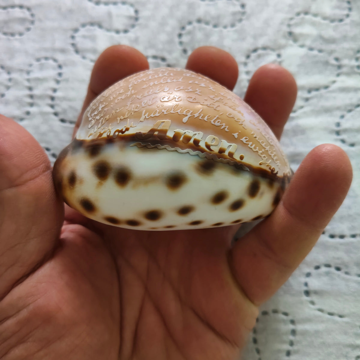 Conchiglia Ciprea Tigre Incisa